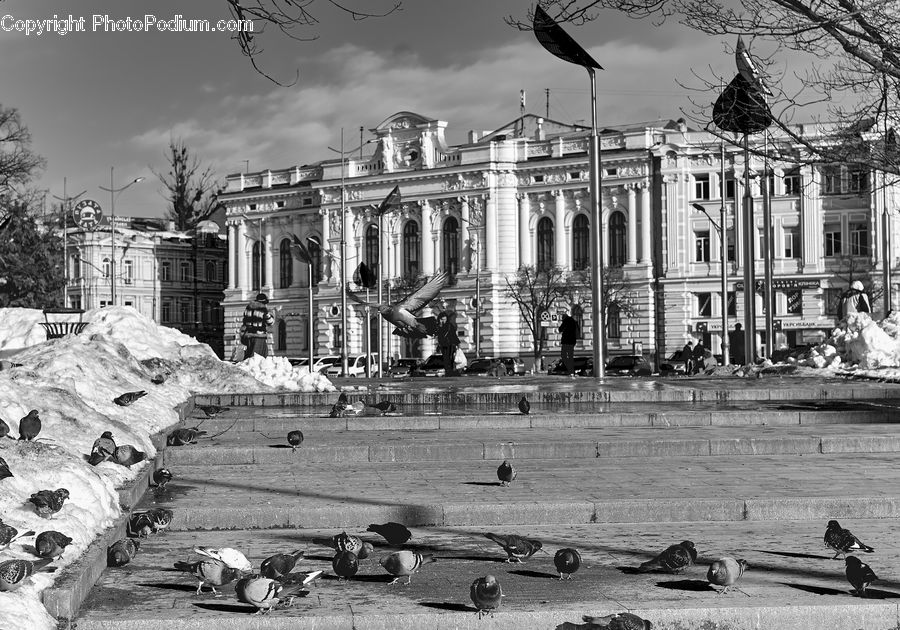 Architecture, Downtown, Plaza, Town Square, Bird, Pigeon, Castle