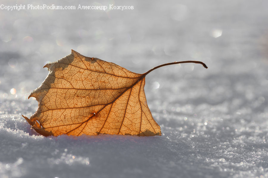 Maple, Maple Leaf, Plant, Leaf, Oak, Sycamore, Tree