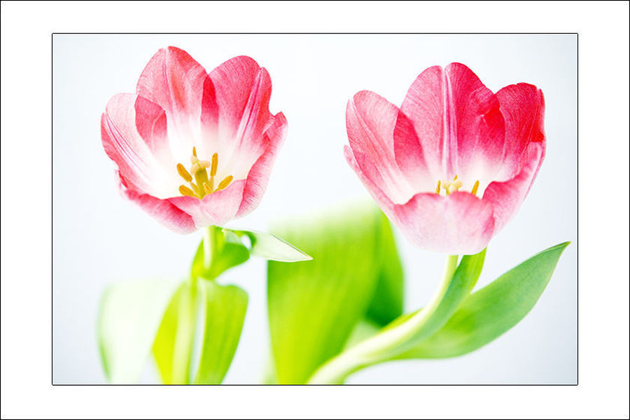 Blossom, Flora, Flower, Plant, Tulip, Crocus, Petal