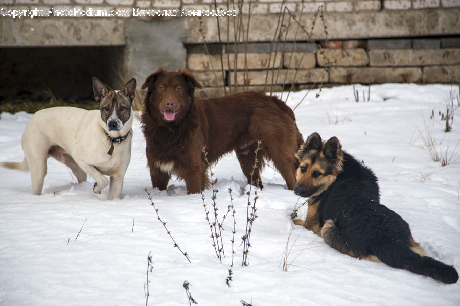 Animal, Canine, Collie, Dog, Mammal, Pet, Bulldog