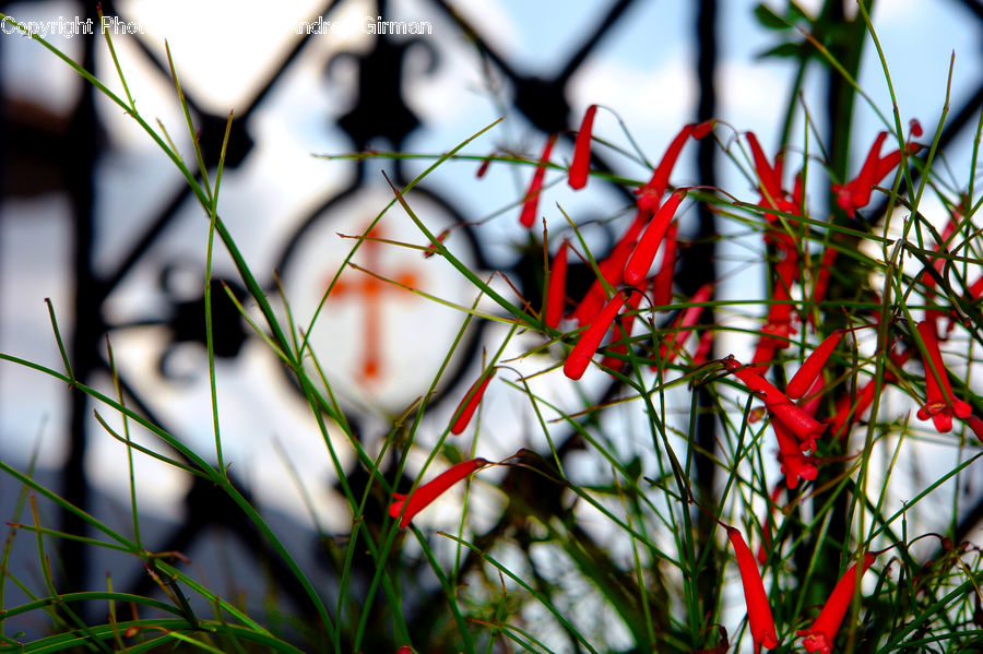 Plant, Blossom, Flora, Flower, Geranium, Field, Grass