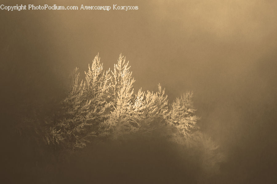 Frost, Ice, Outdoors, Snow, Field, Grass, Grassland