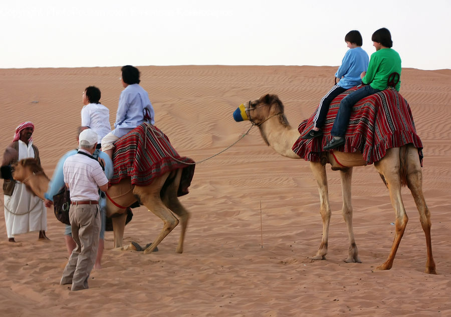 People, Person, Human, Animal, Camel, Mammal, Canine
