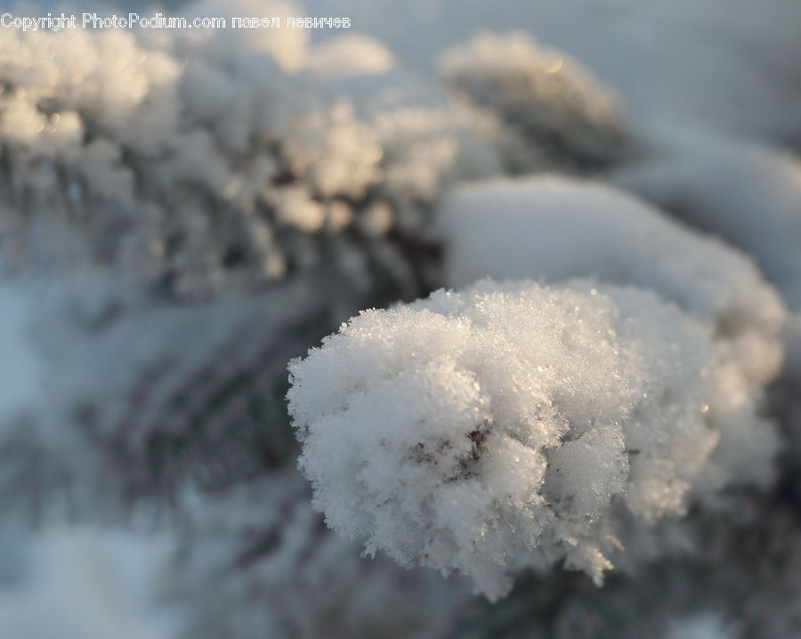 Frost, Ice, Outdoors, Snow, Conifer, Fir, Pine