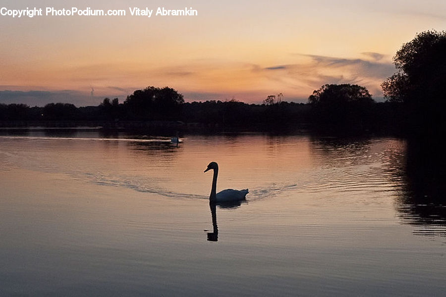 Bird, Swan, Waterfowl