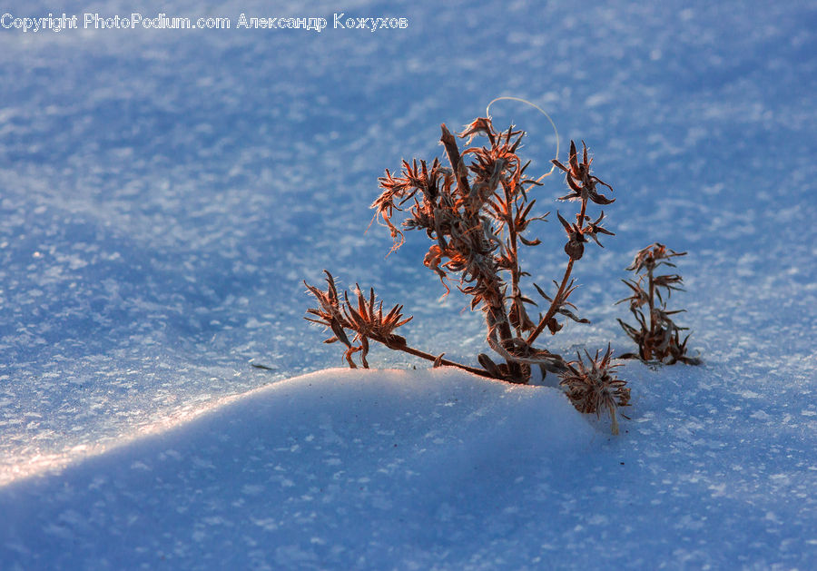 Conifer, Fir, Plant, Tree, Aloe, Blossom, Flora