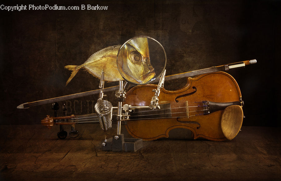Cello, Musical Instrument, Fiddle, Violin, Head, Portrait