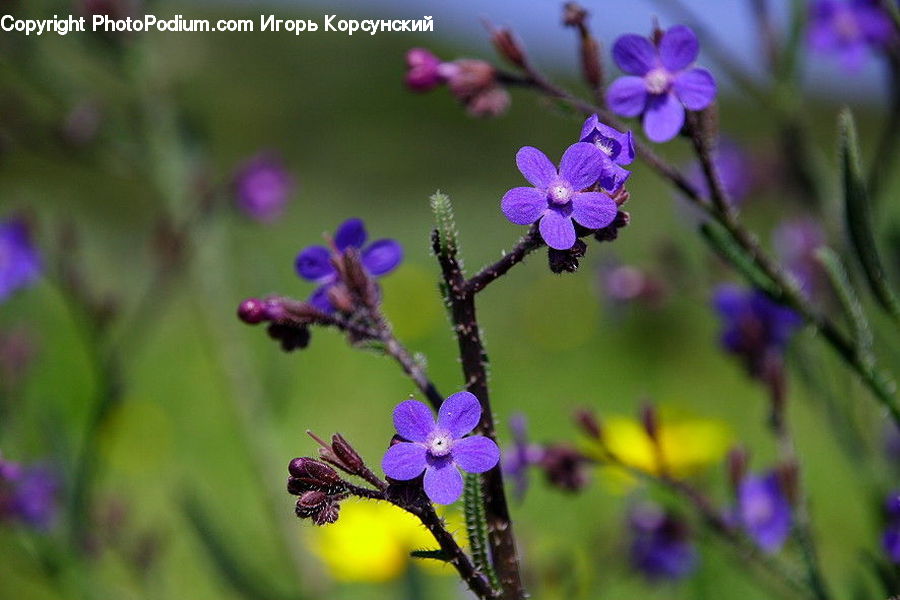 Blossom, Flora, Flower, Geranium, Plant, Violet, Lupin