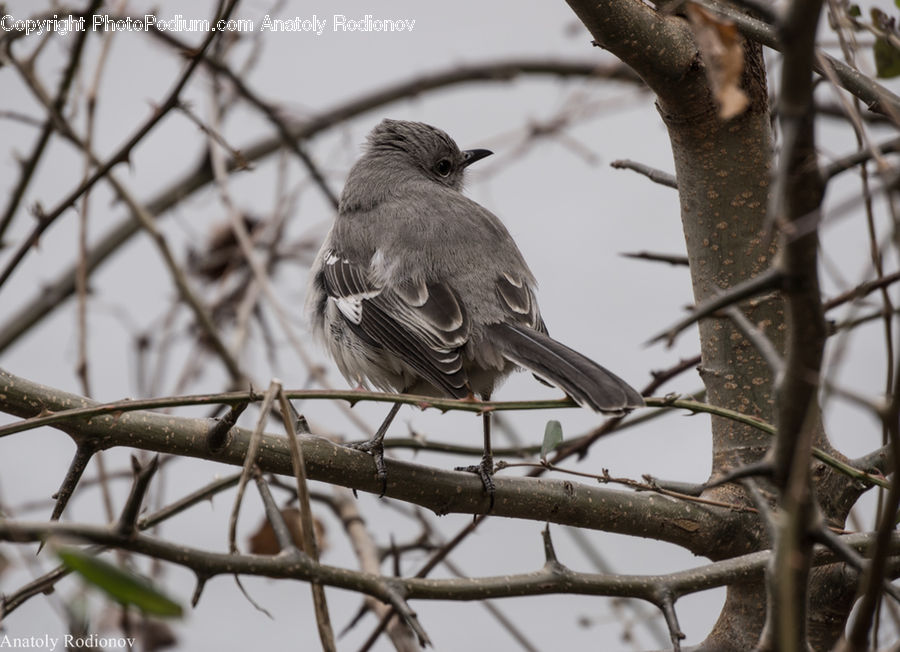 Bird, Finch, Accipiter, Flicker Bird, Woodpecker, Birch, Tree