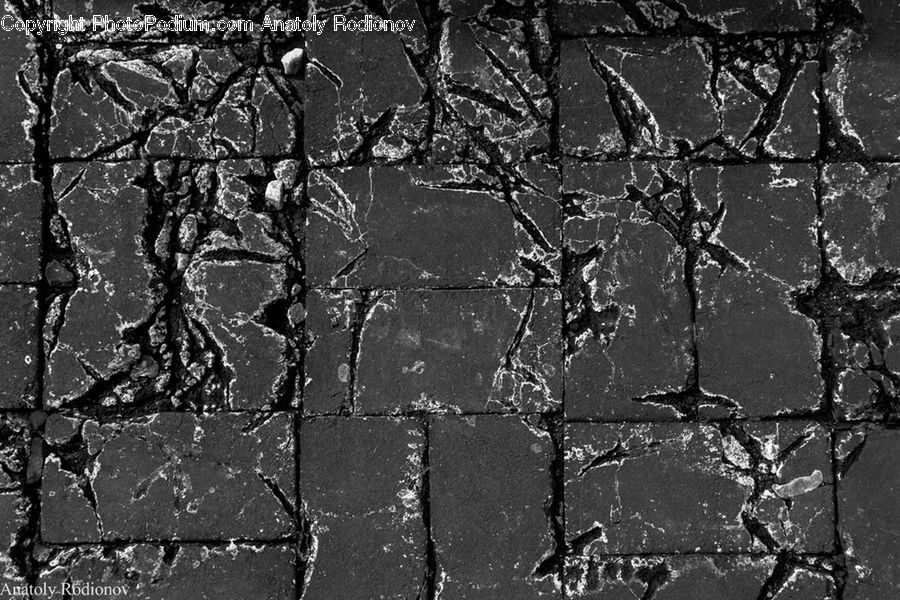 Asphalt, Tarmac, Plant, Tree, Birch, Wood, Oak
