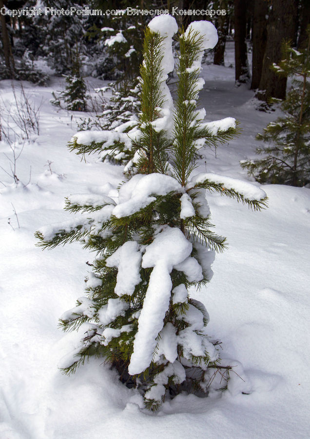 Ice, Outdoors, Snow, Conifer, Fir, Plant, Tree