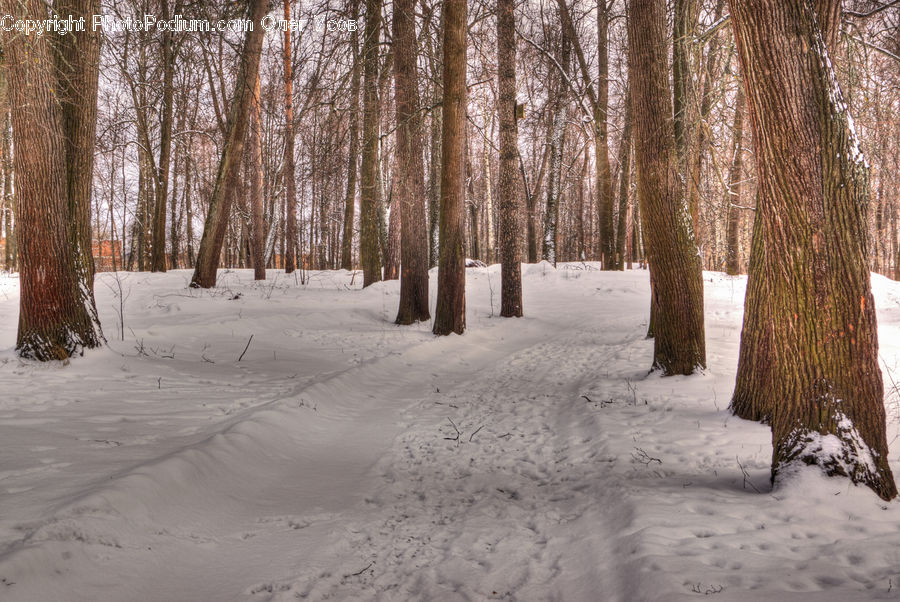 Forest, Vegetation, Grove, Land, Fir, Birch, Tree