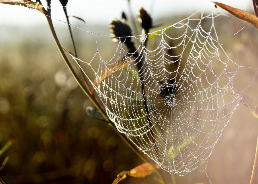 Arachnid, Garden Spider, Insect, Invertebrate, Spider, Argiope