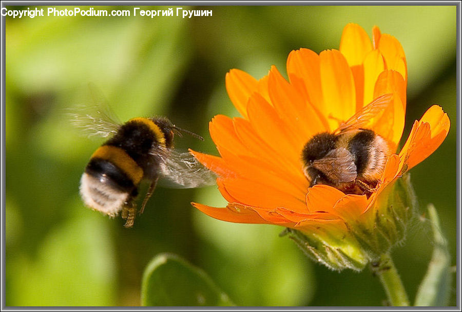 Bee, Insect, Invertebrate, Flora, Pollen, Apidae, Bumblebee