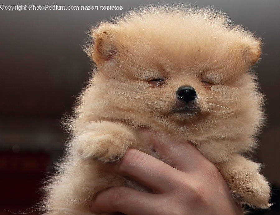 Animal, Canine, Dog, Mammal, Pet, Puppy, Chow