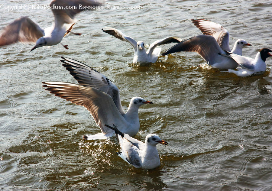 Bird, Goose, Waterfowl, Seagull, Booby, Albatross, Outdoors