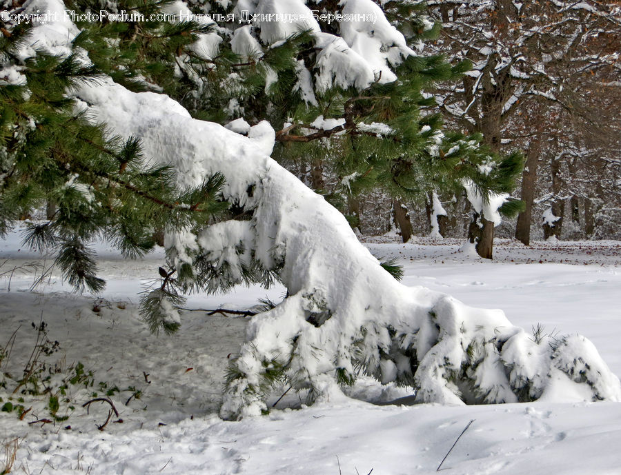 Ice, Outdoors, Snow, Animal, Arctic Fox, Canine, Fox