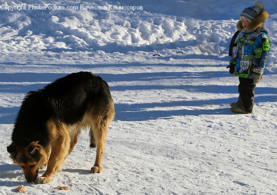 Human, People, Person, Animal, Canine, Dog, German Shepherd