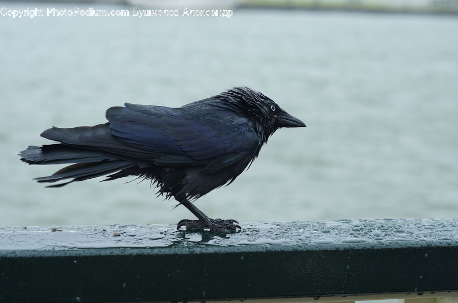 Bird, Blackbird, Crow