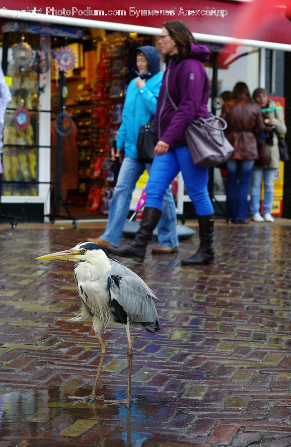 People, Person, Human, Bird, Crane Bird, Heron, Ardeidae