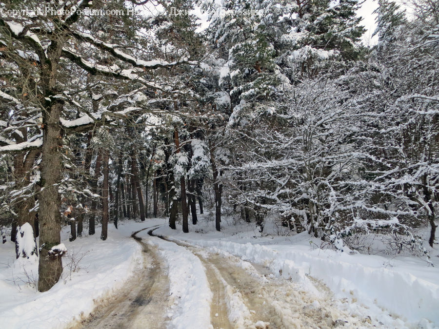 Ice, Outdoors, Snow, Forest, Vegetation, Landscape, Nature