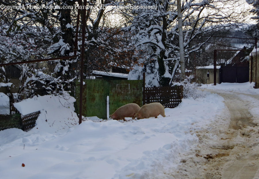 Ice, Outdoors, Snow, Landscape, Nature, Scenery, Alley