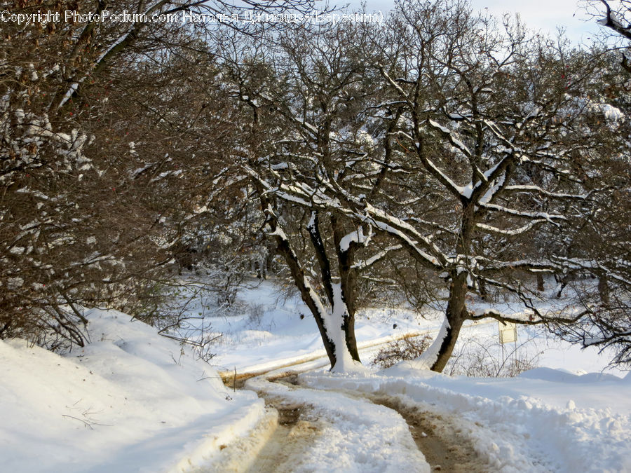 Landscape, Nature, Scenery, Dirt Road, Gravel, Road, Plant