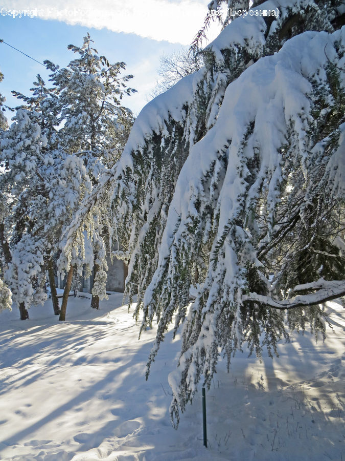 Conifer, Fir, Plant, Tree, Landscape, Nature, Scenery