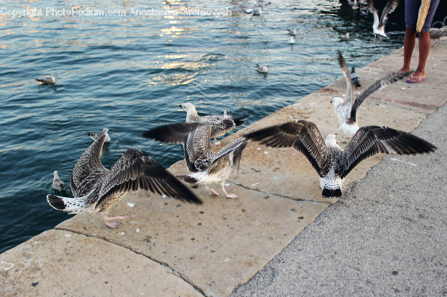 People, Person, Human, Bird, Booby, Goose, Waterfowl