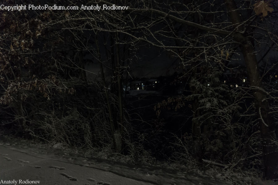 Night, Outdoors, Forest, Vegetation, Plant, Tree, Birch