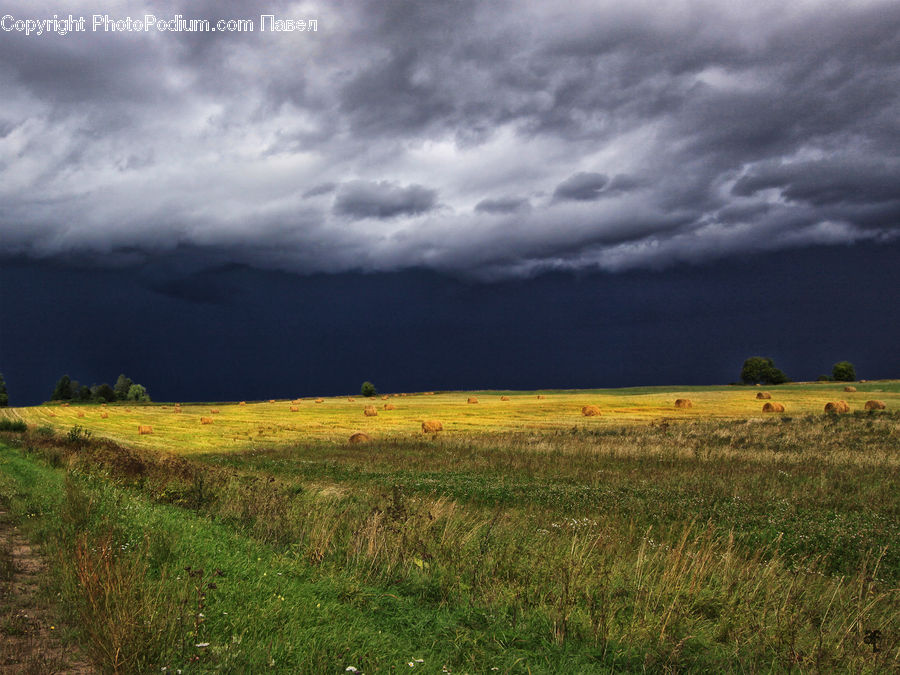 Field, Grass, Grassland, Land, Outdoors, Plant, Dirt Road