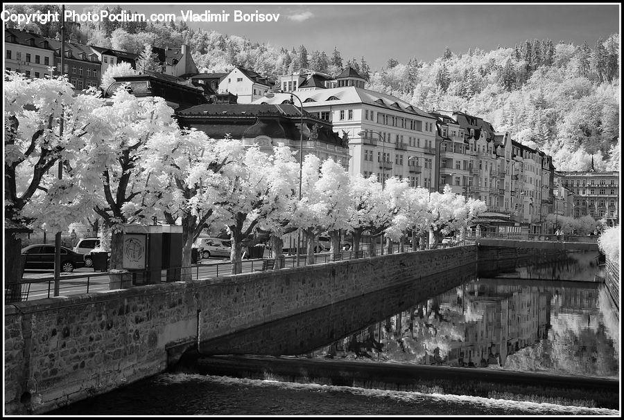 Blossom, Flora, Flower, Plant, Bridge, Ice, Outdoors