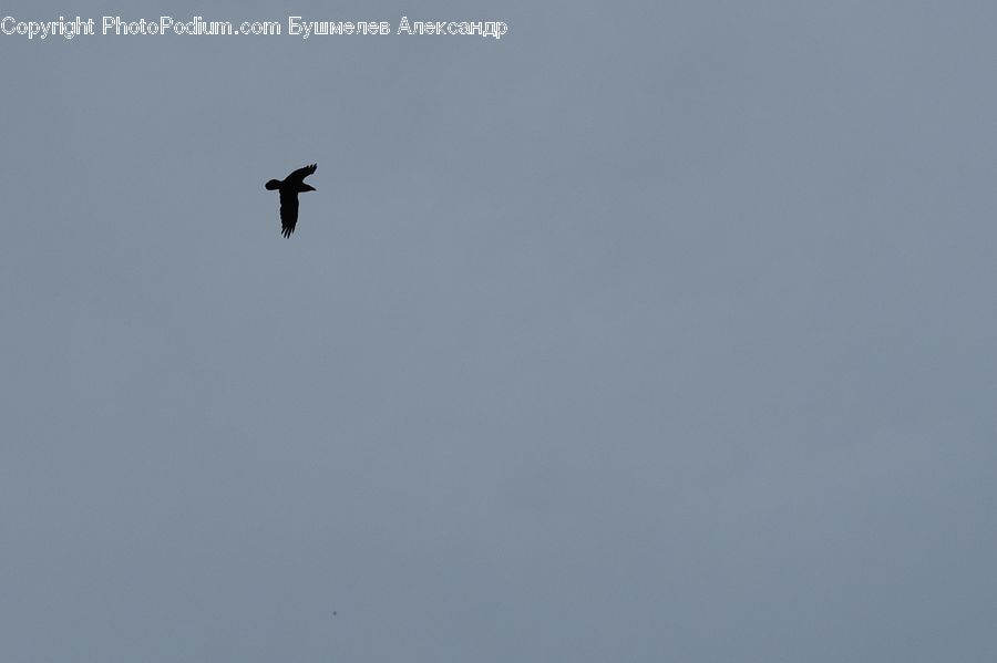 Flying, Bird, Blackbird, Crow