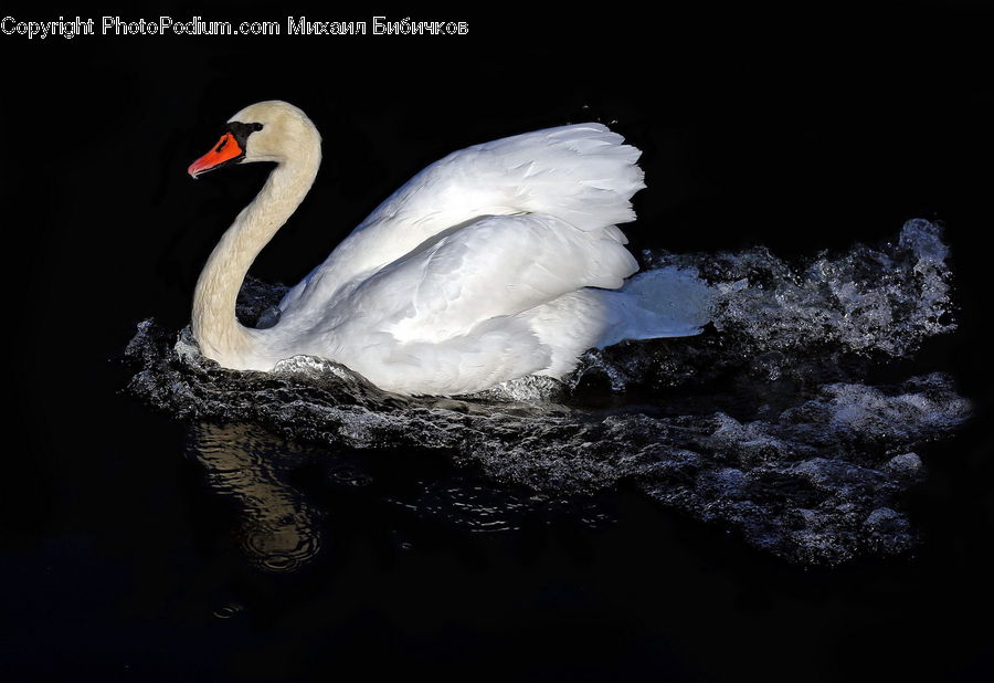 Bird, Swan, Waterfowl, Beak