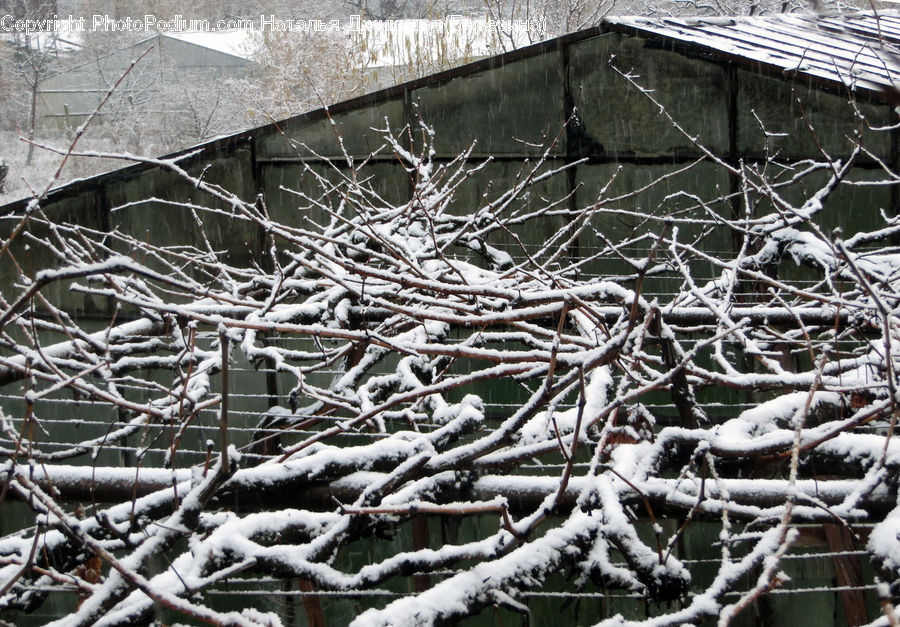 Frost, Ice, Outdoors, Snow, Plant, Tree, Conifer