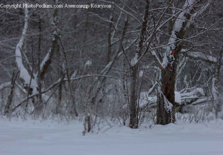 Blizzard, Outdoors, Snow, Weather, Winter