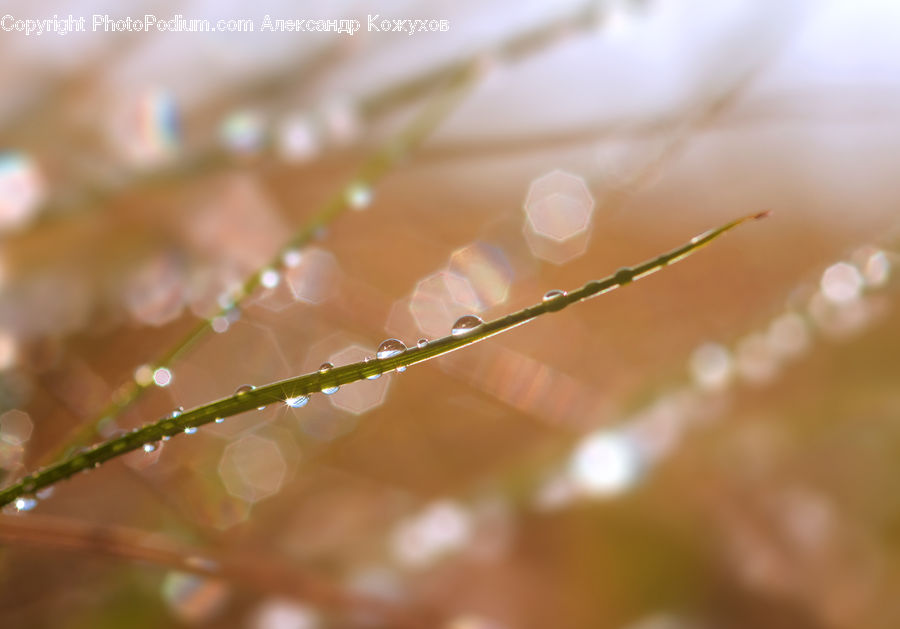 Droplet, Field, Grass, Grassland, Plant, Blossom, Flora