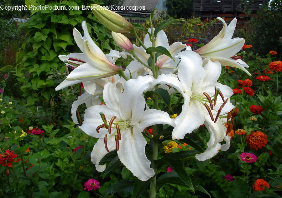 Plant, Potted Plant, Blossom, Flora, Flower, Geranium, Gladiolus