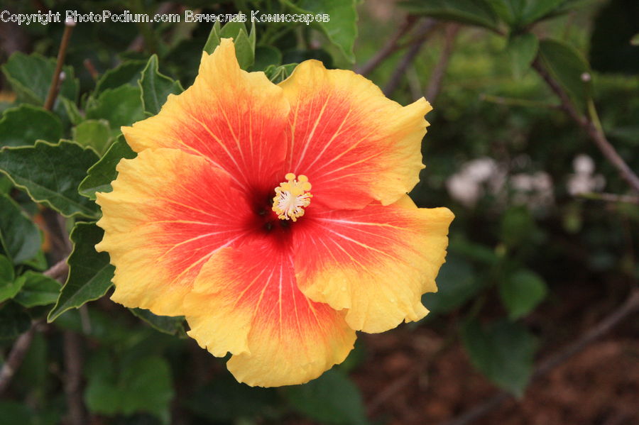 Flora, Flower, Hibiscus, Plant, Poppy, Gladiolus, Blossom