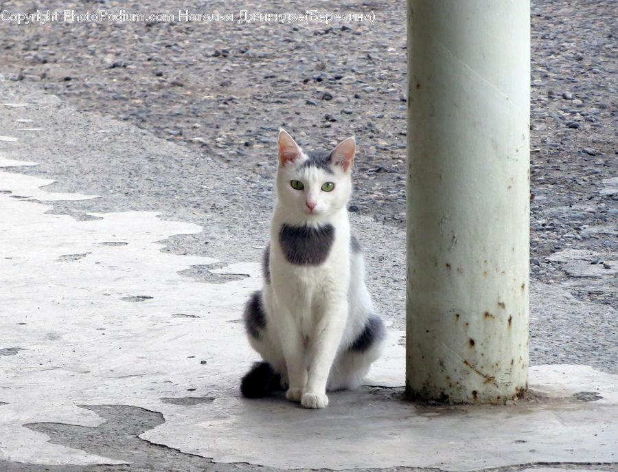 Animal, Cat, Mammal, Manx, Pet, Siamese, Kitten