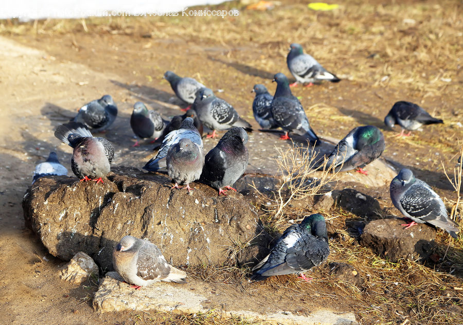 Bird, Pigeon, Dove, Fowl, Poultry, Partridge, Soil