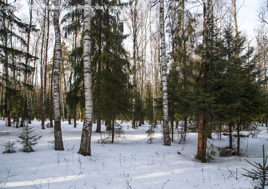 Conifer, Fir, Plant, Tree, Forest, Vegetation, Birch