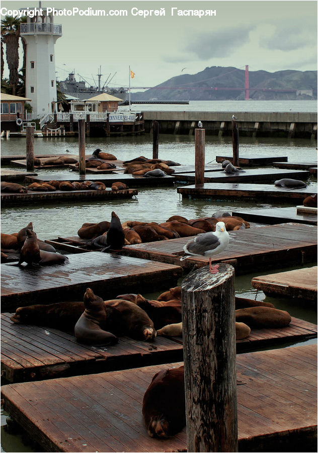 Dock, Landing, Pier, Bird, Booby, Animal, Mammal