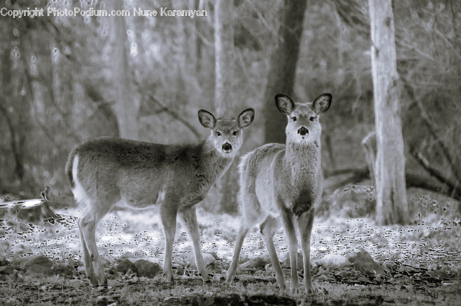 Animal, Deer, Mammal, Wildlife, Forest, Vegetation, Antelope