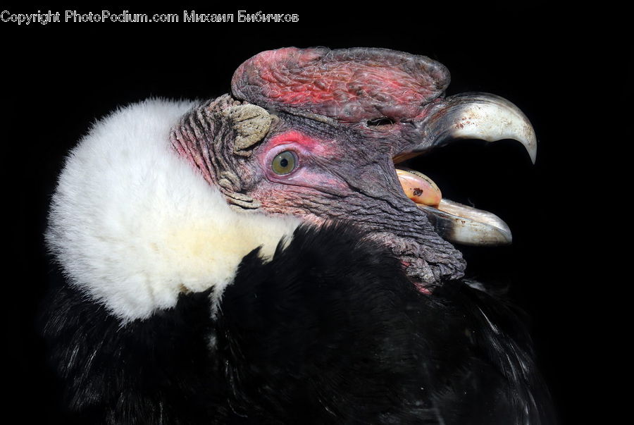 Bird, Condor, Vulture, Beak, Head, Portrait, Alien