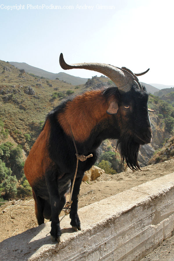 Animal, Buffalo, Bull, Mammal, Goat, Mountain Goat, Bison