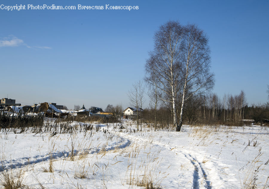 Outdoors, Plateau, Grass, Plant, Reed, Land, Marsh