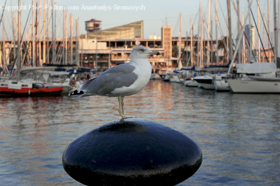 Bird, Seagull, Boat, Watercraft, Yacht, Dock, Port