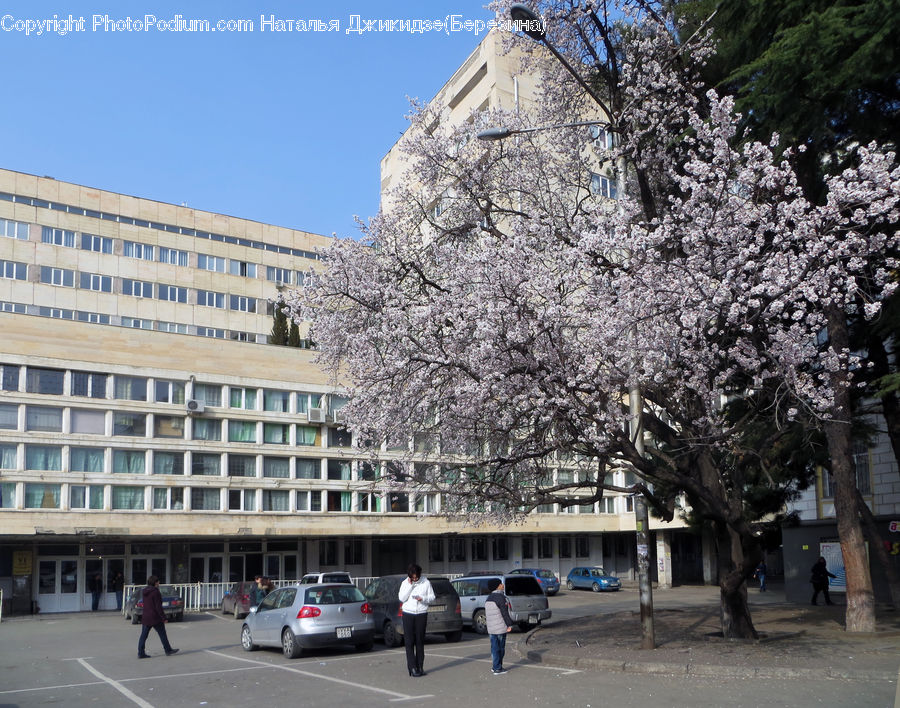 Blossom, Flora, Flower, Plant, Building, Office Building, Cherry Blossom