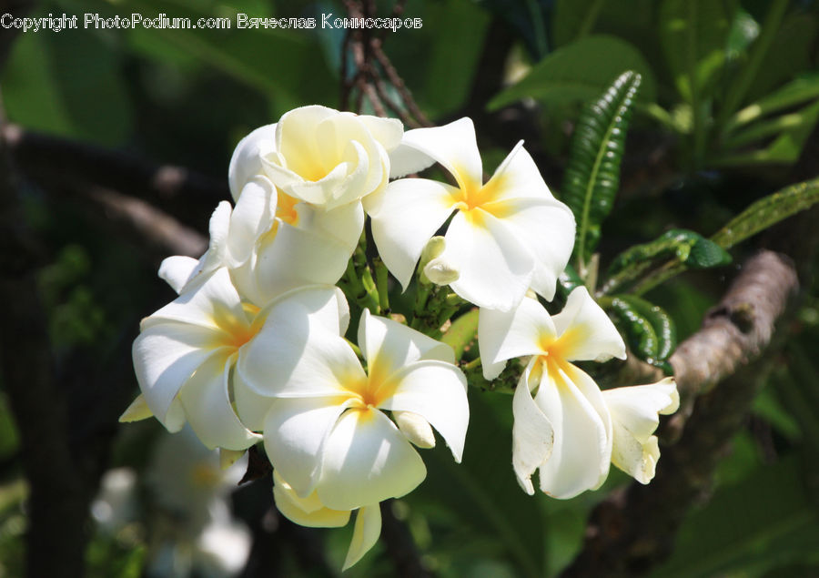 Blossom, Flora, Flower, Plant, Gladiolus, Flower Arrangement, Flower Bouquet